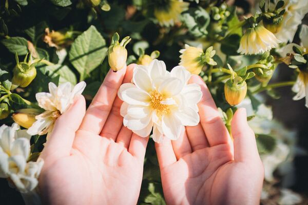 白い花に手を添えた画像